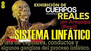 Exposición de CUERPOS HUMANOS REALES: El Sistema Linfático