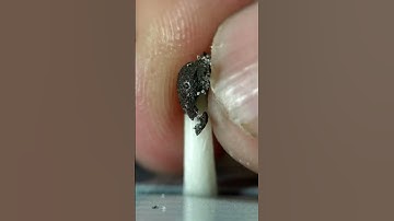 Matchstick Head Crushing With Fingers - Object Close Up #asmr #closeup #macro #shorts #shortfeed