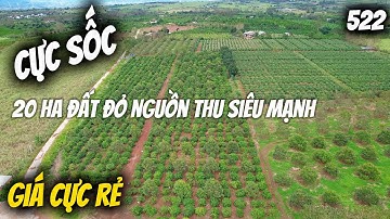 Cực sốc 20 ha đất đỏ nguồn thu siêu mạnh giá cực rẻ