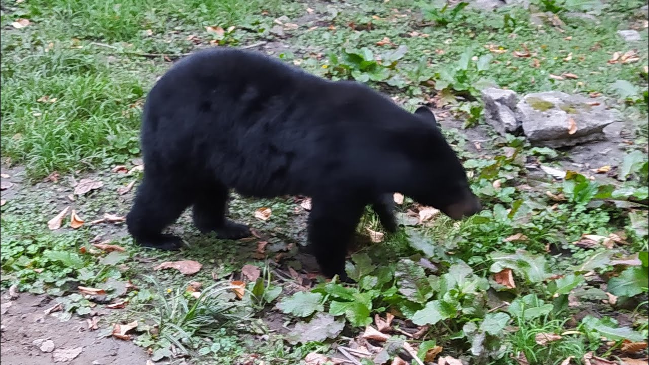 Canada: Les ours de Mauricie jamesrnr