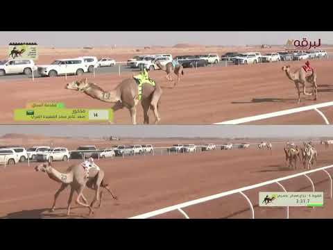 ش4 مبلش لـ جابر سالم جابر الجربوعي مهرجان خادم الحرمين الشريفين 13 2 2024م رمز الجذاع قعدان8 56 06