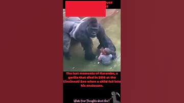 The Last Moments Of Harambe Tragedy Shorts Shortsvideo Shortsfeed Short 