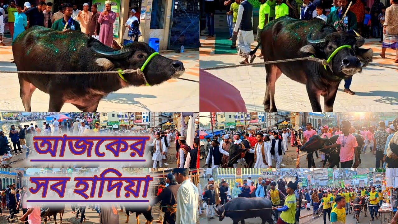 আজকের সব হাদিয়া || ৯ মাঘ || মহান ১০ মাঘ ওরশ শরীফ ২০২৬ইং