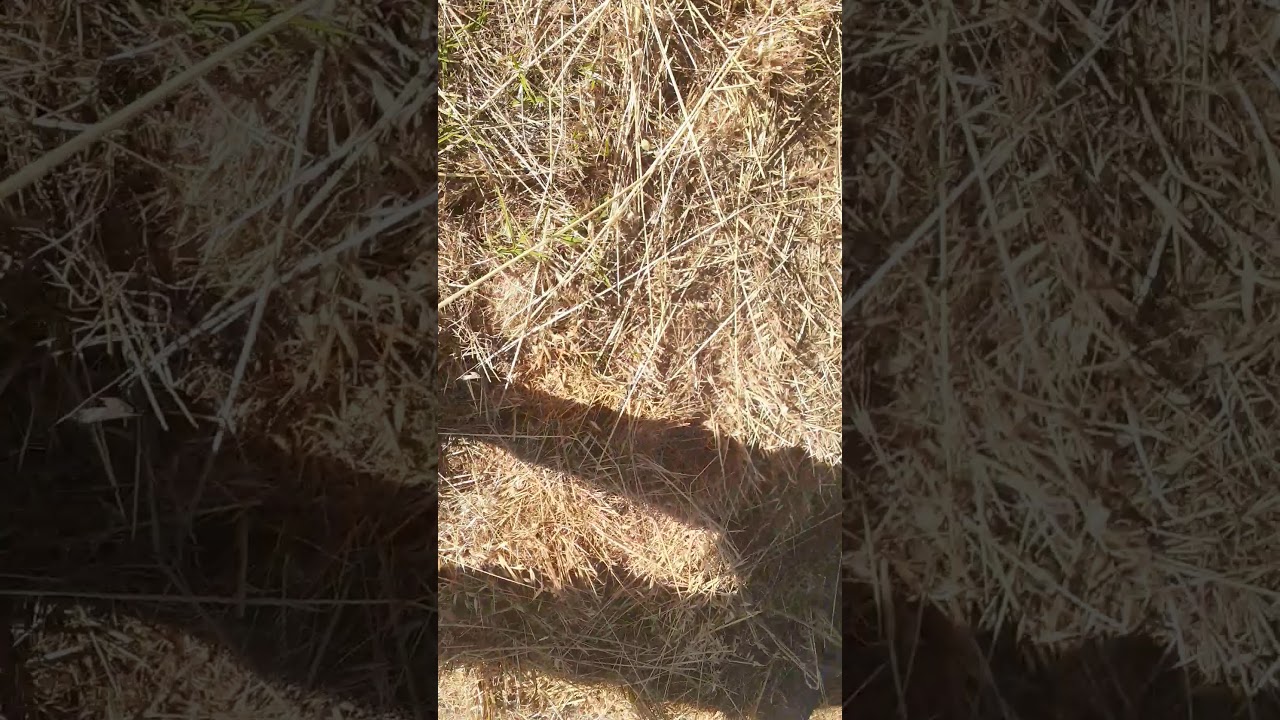 Community garden 05/21/20 5pm - YouTube