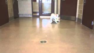 Meet Beca a 4-month-old Lab/Pointer mix available for adoption at WHS-Ozaukee Campus!