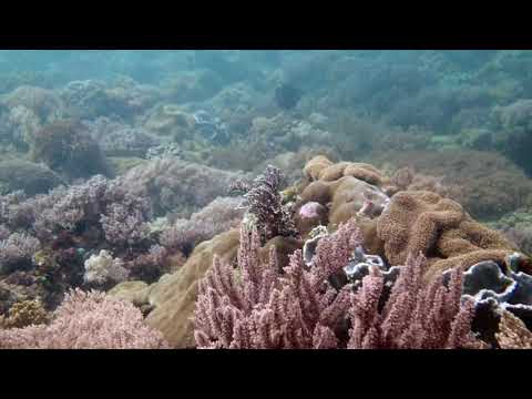 Amazing Soft Coral Gardens dive in the Philippines at Carabao, Romblon.