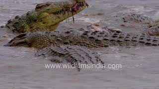 Epic slow motion: Crocodiles devour zebra in African waters