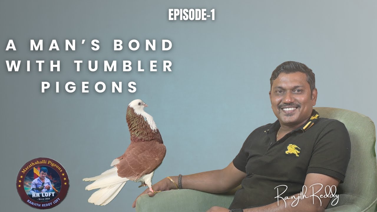 Bangalore #1 top quality pigeon/ A Man’s Bond with Tumbler Pigeons P-1