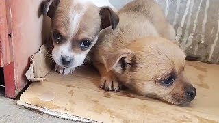Two puppies abandoned at the door, hungry and cold, shivering from the cold, innocent and crying