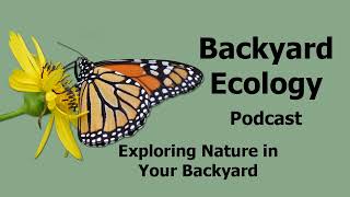 Download Lagu Fascinating Wasp Diversity Download Lagu Fascinating Wasp Diversity