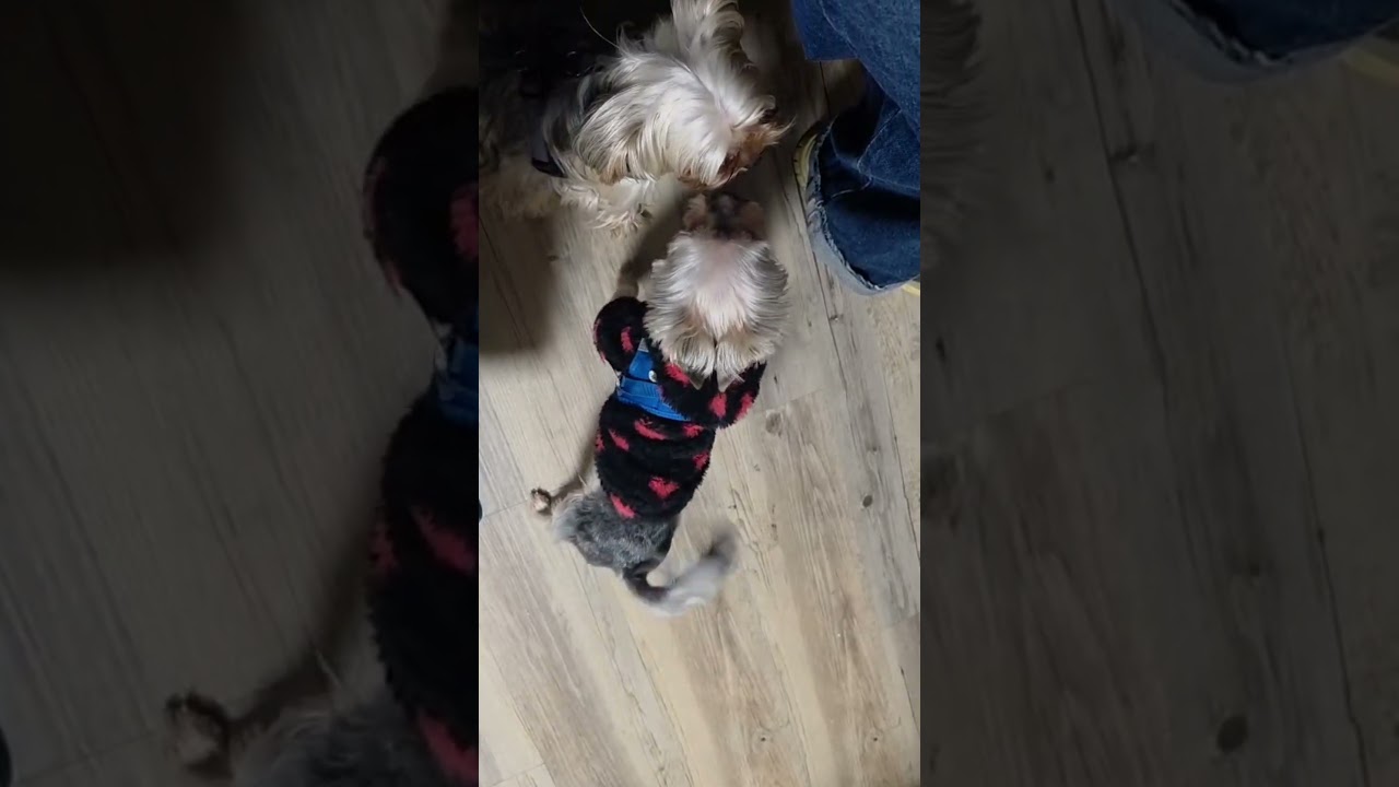 Yorkie Father of the Year... or maybe not! 🤦&zwj;♀️