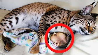 Furious Bobcat Refuses to Leave Baby’s Cradle, Terrified Babysitter — and the Real Threat Revealed…