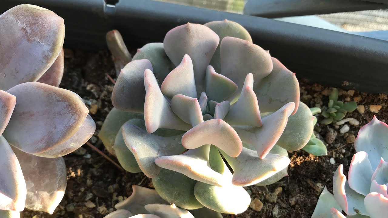 KARGOMUZ🕊🌺 GÜLNUR HANIMA GİDİYOR🚚🎀