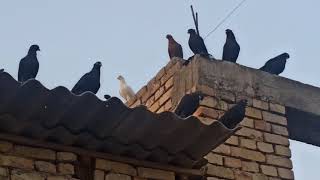 UCHMA KABUTARLAR QORA ZOG' HAKKALAR SOTILADI 📞945645366 КАБУТАРЛАР Летает голуб Fly Pigeons