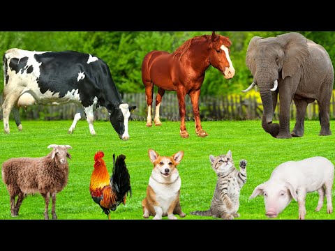 Cute Animals And Pets Compilation Cat Cow Dog Chicken Duck Rabbit Mouse Pig Animal Sounds