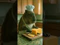 Mr Capy Sandwich in the Park CASE 1