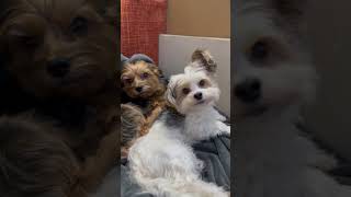 newyear happynewyears новыйгод winter love newyeardecor video любовь собака dog