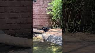 Adorable Gorilla Squad Walks Arm in Arm Through the Enclosure