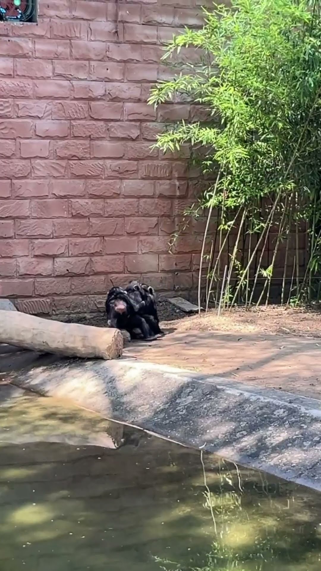 Adorable Gorilla Squad Walks Arm in Arm Through the Enclosure