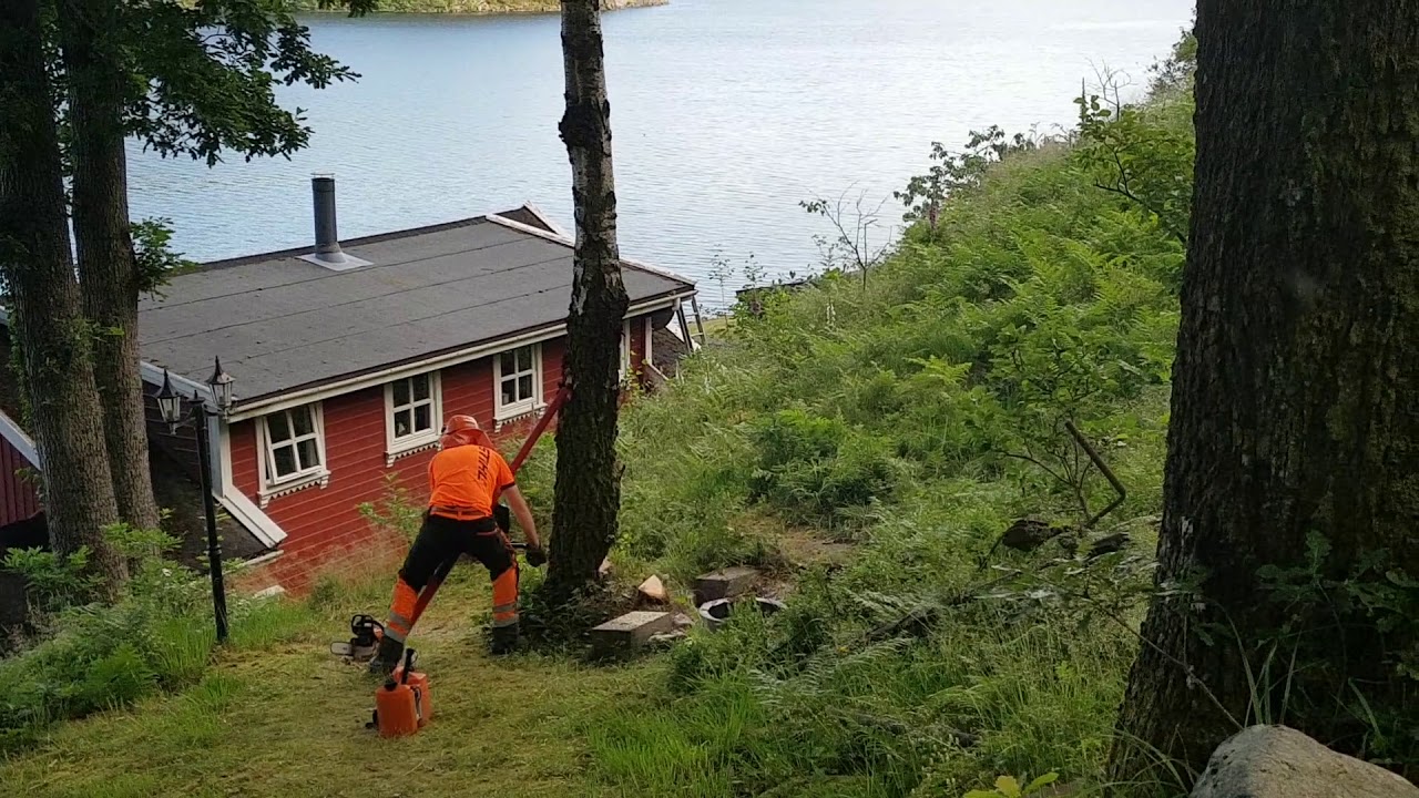 Felling Birch With Stihl MS 260 VW And RH Pusher VI - YouTube