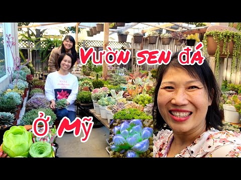 Video Mua SEN ĐÁ Hàn Quốc trồng thành vườn lớn ở Mỹ -... - youtube