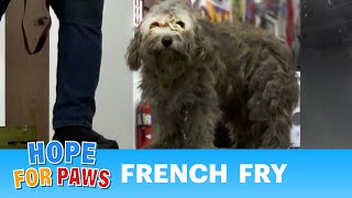 Homeless dog waits two months for a rescue!!! His transformation is so cute. ❤️ #terrier