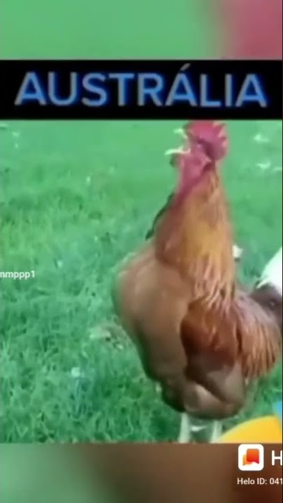 suara ayam di berbagai negara || humor