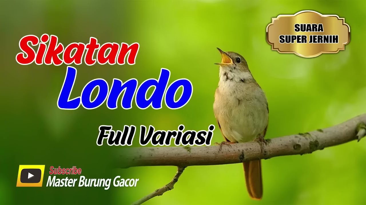 Sikatan Londo Gacor || Full Isian Hutan Alami || Nightingale