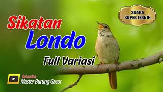 Sikatan Londo Gacor || Full Isian Hutan Alami || Nightingale