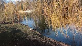 Yeşil Başlı Gövel Ördek