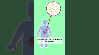 ПАРАЗИТЫ в теле человека ОПАСНЫ для здоровья