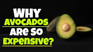 Why Avocados Are So Expensive? | Science Count