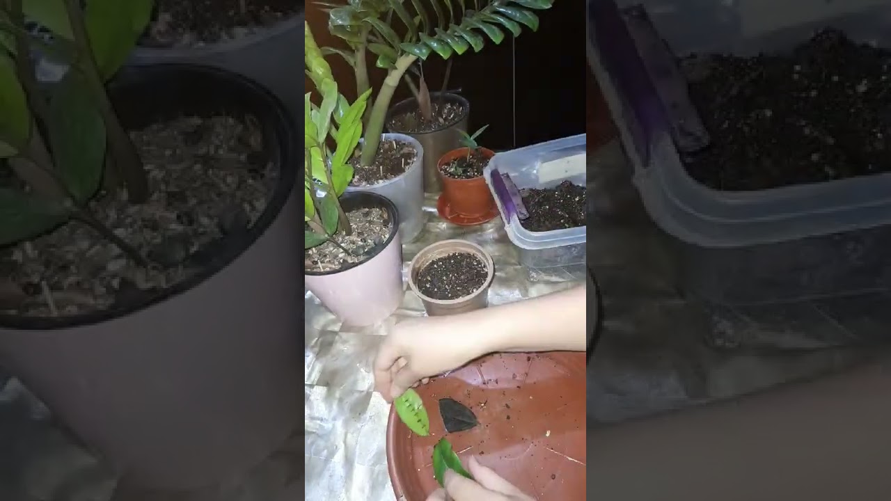 №49.Бир дона замиакулькас баргидан бир нечта замикулькас олиш усули...