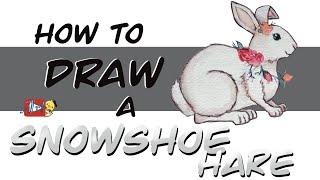 How to Draw a Snowshoe Hare - Little Hatchlings Art Lessons
