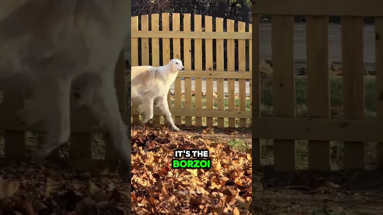 Top 3 Tallest Dog Breeds in the World 🐶⛰️ 