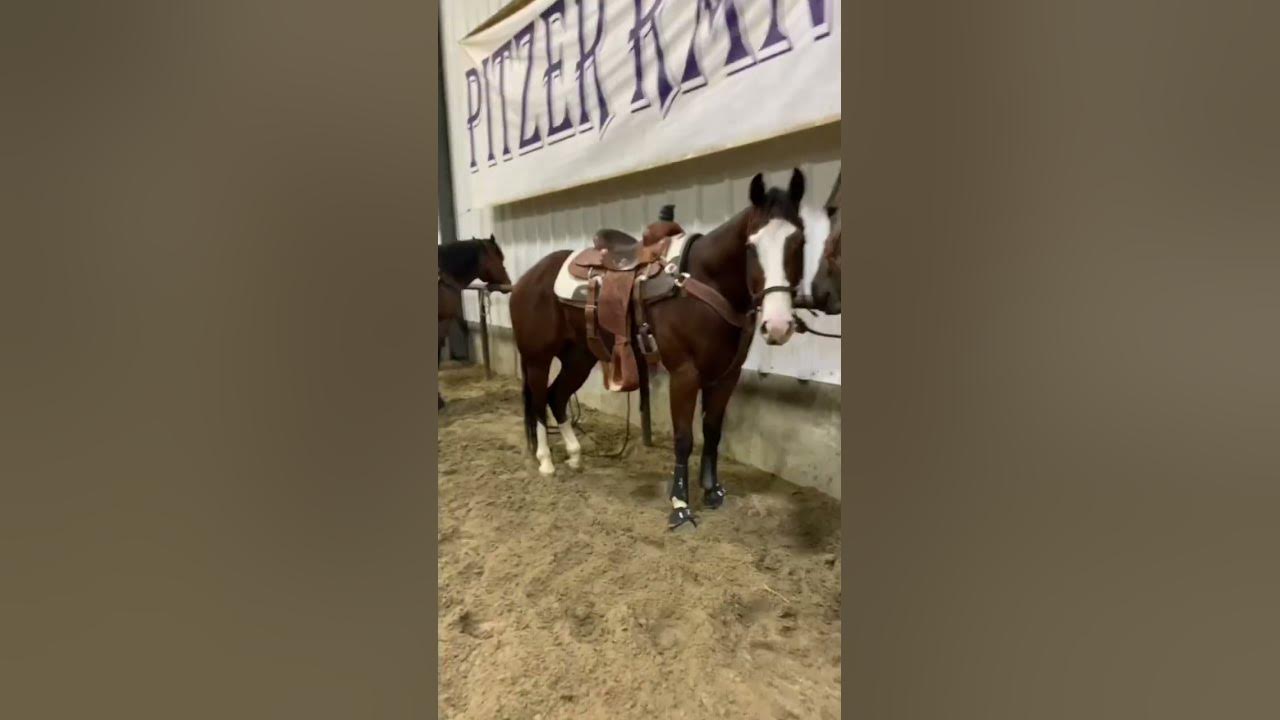 SALE HORSES GETTING READY FOR PITZER RANCH SPRING SALE 2023 YouTube