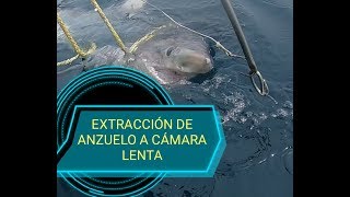 Extracción de Anzuelo a Tiburón + Liberación || shark hook extraction || CÁMARA LENTA HD