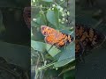 Happy Monday!! Pearl Crescent (Phyciodes tharos)