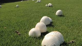 Fairy Ring