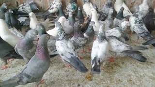 pigeon sale / 60 kabutar for sale /60 कबूतर बिकरी के लिए है @Taimurpigeonlover @Kgnpigeonshop