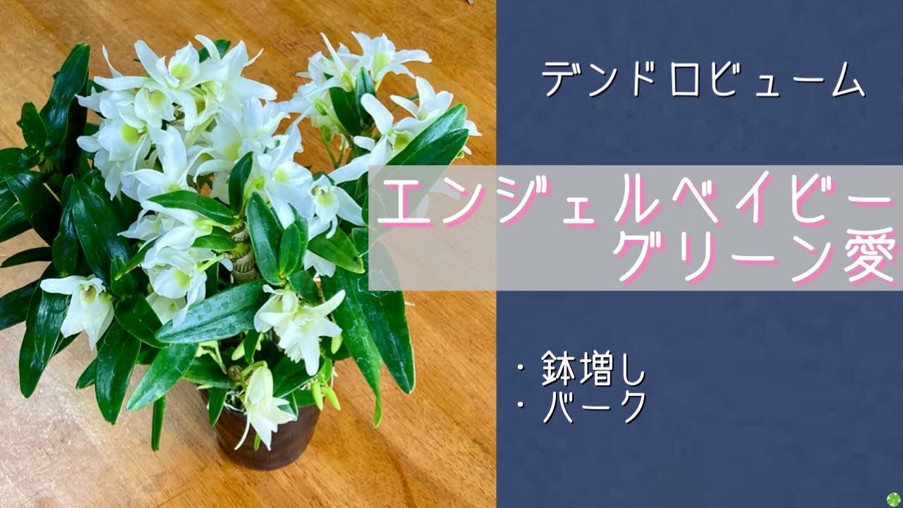 2024年1月19日　デンドロビューム《エンジェルベイビーグリーン愛》　思わず買ってしまった可愛さよ❣️  株の選び方　根がぎゅうぎゅう←鉢増し（バーク）