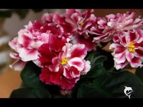 Video: Violete (76 Fotografii): Cum Arată O Cameră Uzambara Violet (saintpaulia)? Caracteristicile îngrijirii La Domiciliu, Plantarea și Descrierea Plantei