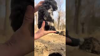 Ravaging a small local dog, cute pet debut plans, dogs, sun em