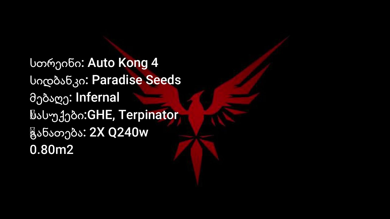 Auto Kong 4 - Infernal 