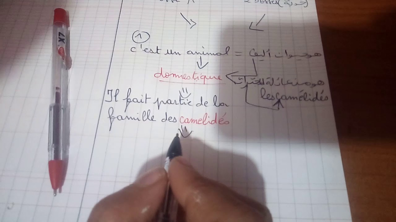 production écrite sur dromadaire 5ap +révision.