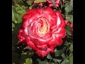 Высаживаем розы в контейнер, передержка до весны, питомник роз Полины Козловой - rozarium.biz