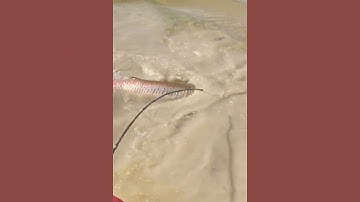 Cá khổng lồ ham mồi cá rô phi #cacconvat #docla #fishing