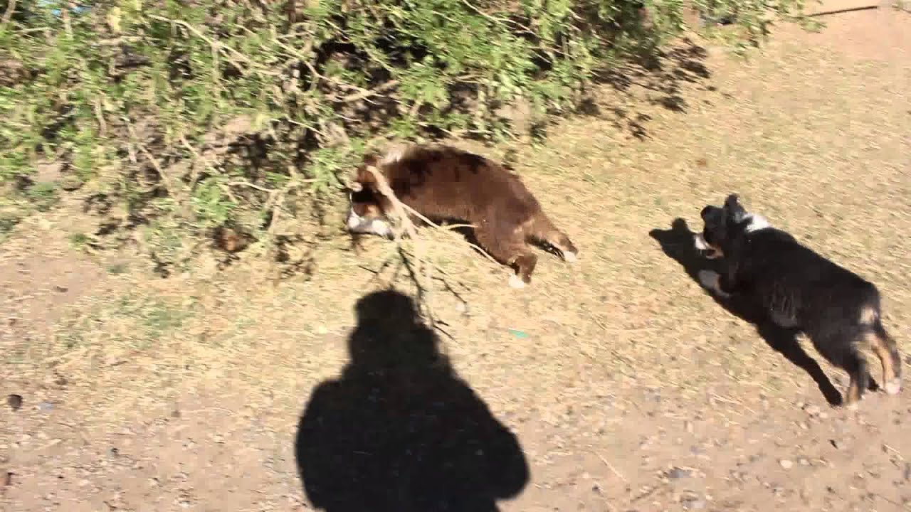 Mini aussie at play- Lazy D Ranch