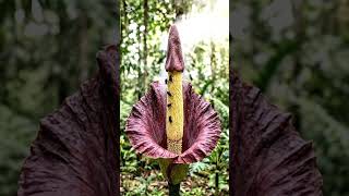 “This Flower Blooms for Just 48 Hours… and Heats Up to 100°F 🤯😷” #nature #plants world
