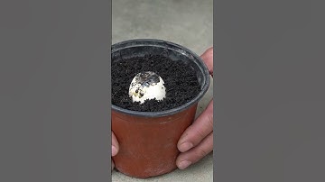 Growing mango and egg in a tree reveal the truth